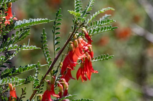 Cancer Bush Plant