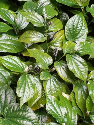Lolot Pepper