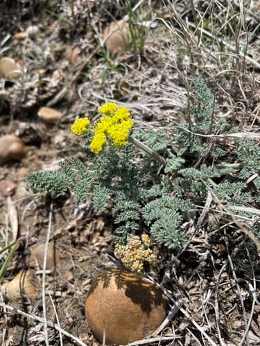 Carrotleaf Desert-parsley