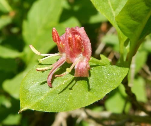Alpine Honeysuckle