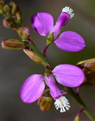 Slender Falsepea