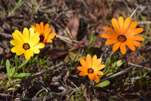 Cape Marigold
