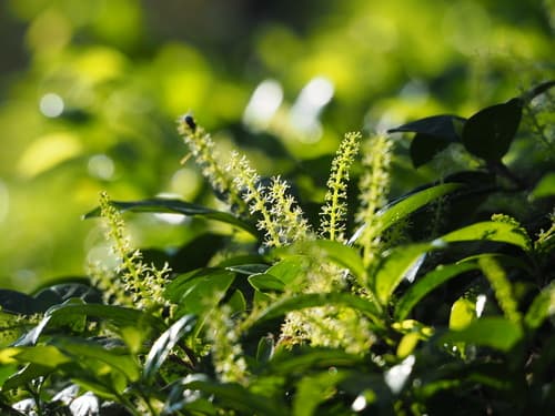 Antidesma montanum