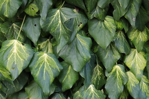 Persian Ivy