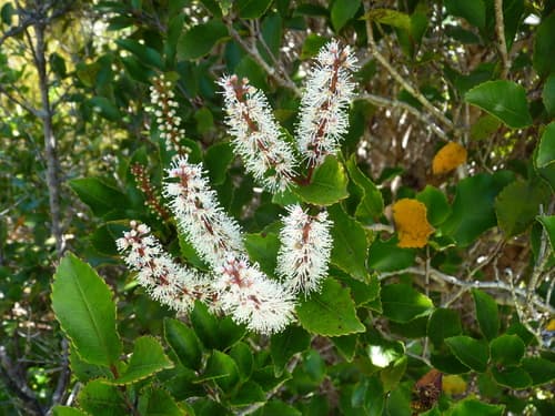 Kāmahi