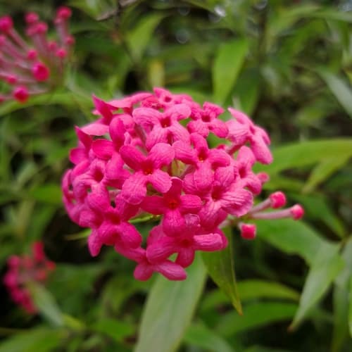 Panama rose