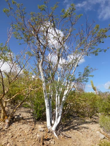 Palo Blanco