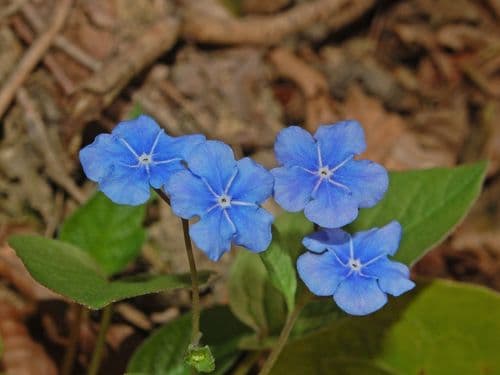 Blue-eyed-Mary