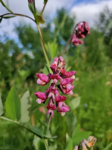 Pisiform grass-pea