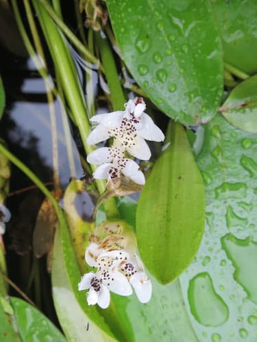 Cape Pondweed