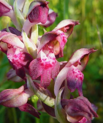 Bug Orchid