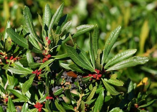 Pacific Wax Myrtle Bonsai