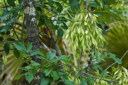 Carolina Ash Bonsai