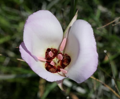 Catalina mariposa lily