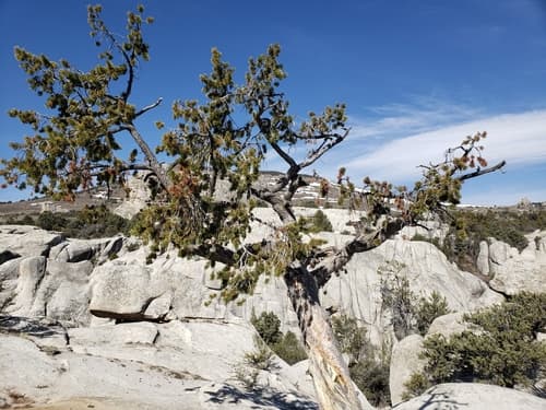 Limber Pine Bonsai