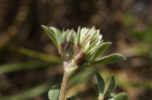 Rough Clover