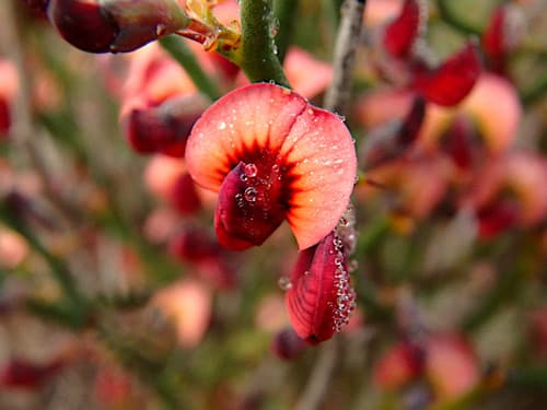 Leafless Bitter-pea