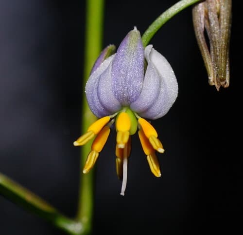 Tasmanian flax-lily