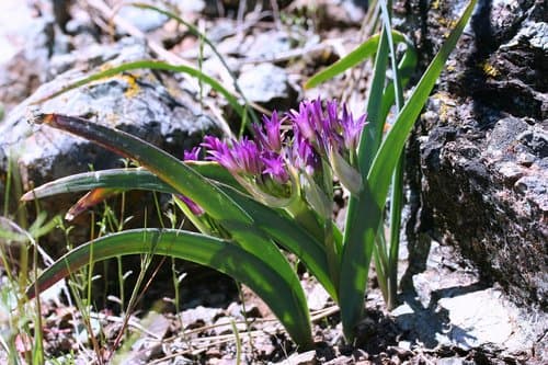 Scytheleaf Onion