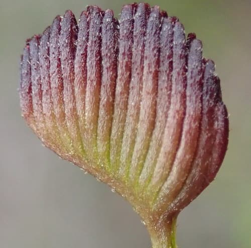 Toothbrush Fern