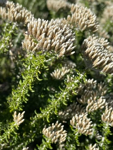 White bristle bush