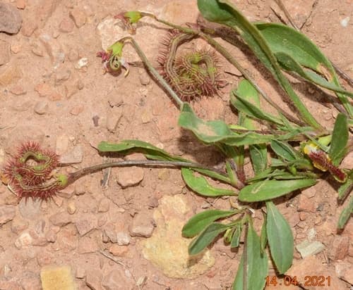Caterpillar-plant