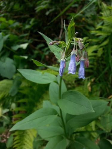 Tall Bluebell