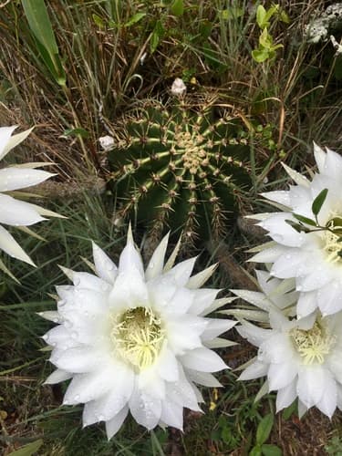 Easter Lily Cactus