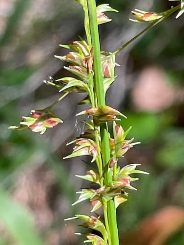 Longleaf Woodoats
