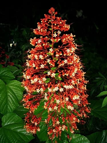 Pagoda Flower