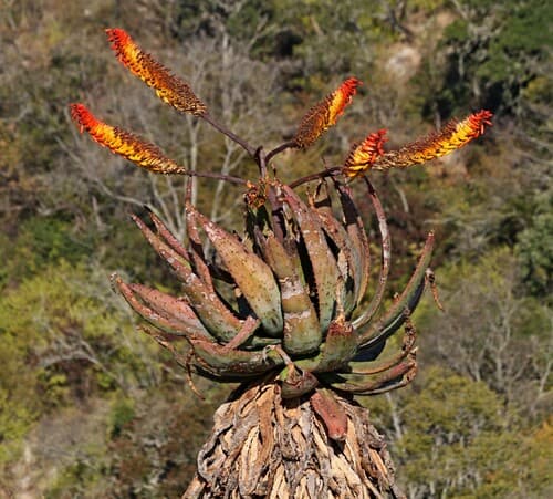 Mountain Aloe