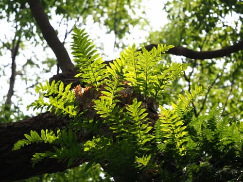 Drynaria roosii Epiphytic Fern Specimen