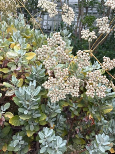 St. Catherine's-lace