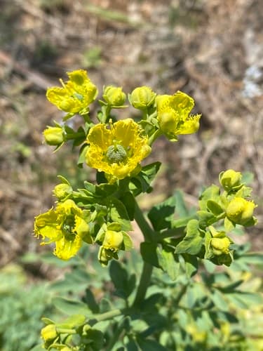 Fringed Rue