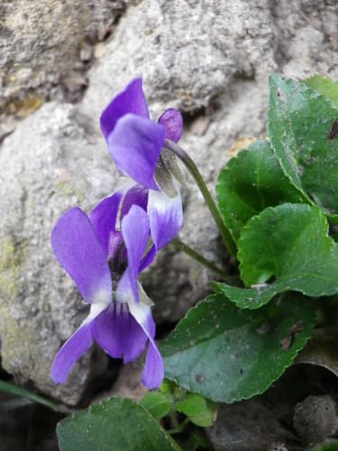 Russian Violet Bonsai