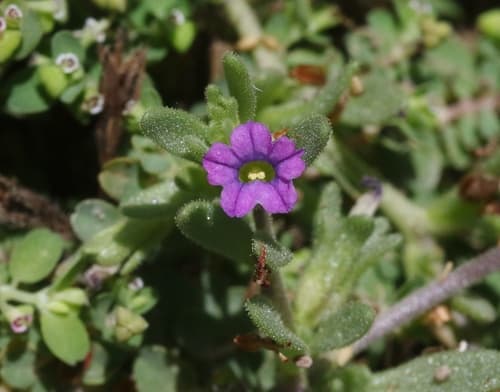 Seaside Petunia