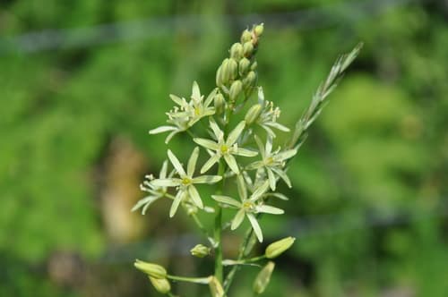Bath Asparagus