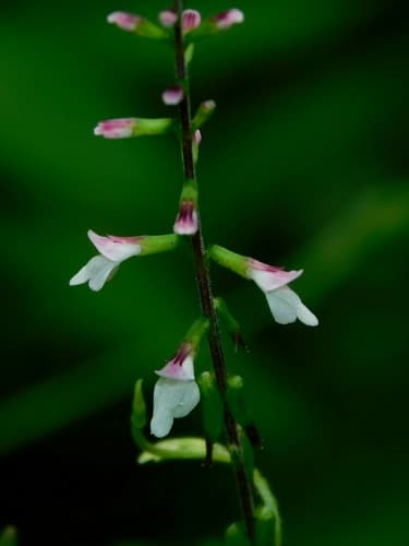 American Lopseed