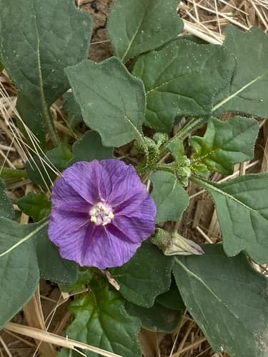 Purple Groundcherry