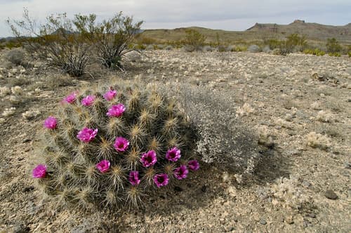 Strawberry Hedgehog Cactus