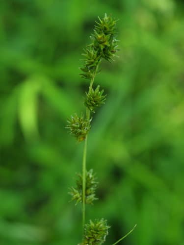 Bur Reed Sedge