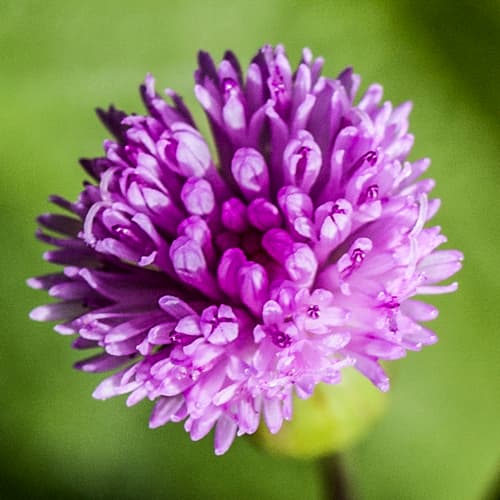 Lilac Tasselflower
