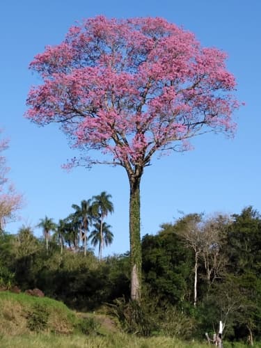 Pink Trumpet Tree