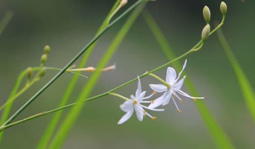 Branched St Bernard's Lily