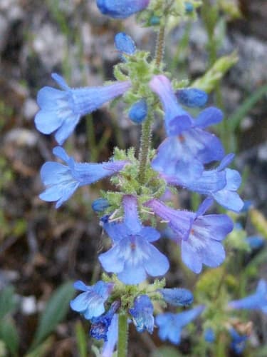 Low Beardtongue