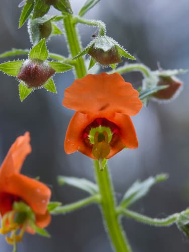 Mask Flower