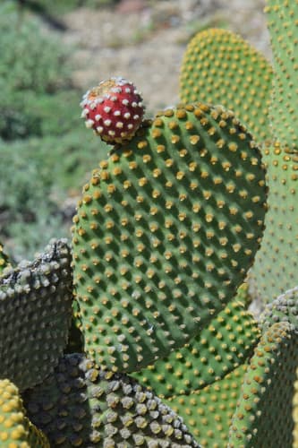 Bunny Ears Cactus