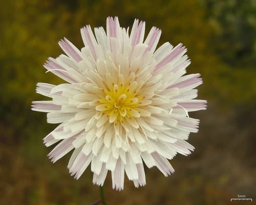 Cliff Aster