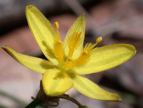 Yellow Rush-lily