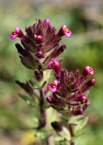 Broadleaf Glandweed